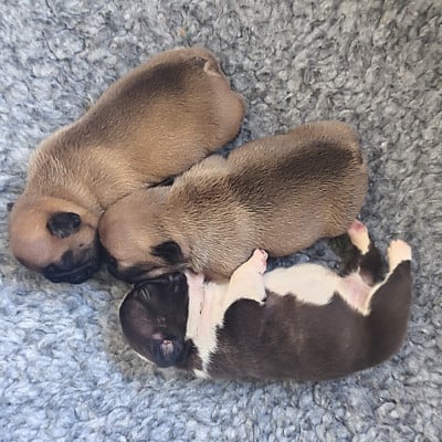 Les chiots de Bouledogue français