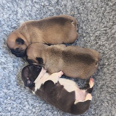 Les chiots de Bouledogue français