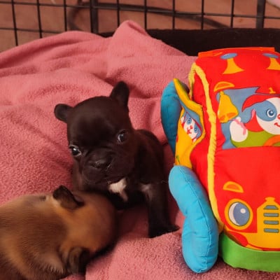 Les chiots de Bouledogue français