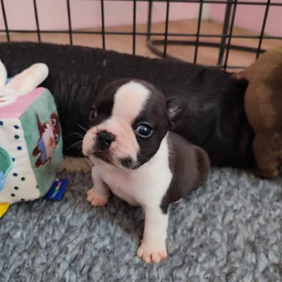 Les chiots de Bouledogue français
