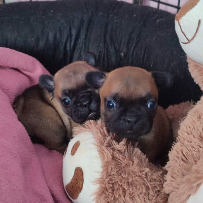 Les chiots de Bouledogue français