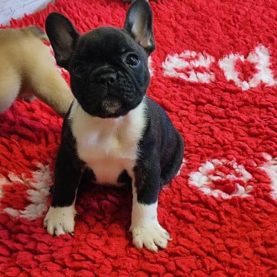 Les chiots de Bouledogue français
