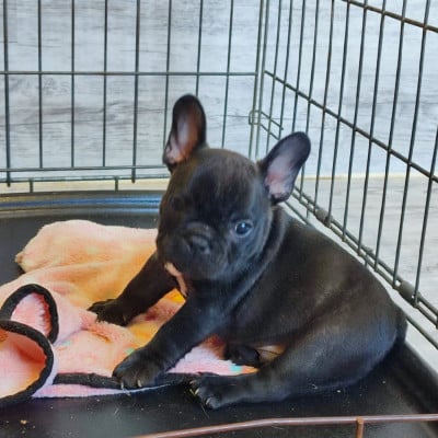 Les chiots de Bouledogue français