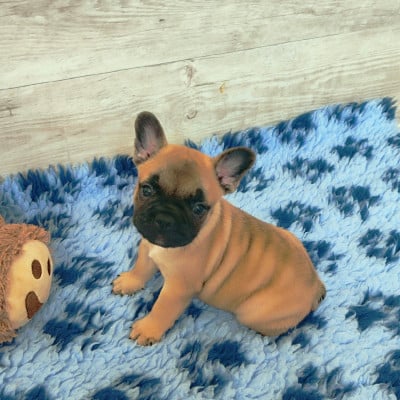 Les chiots de Bouledogue français