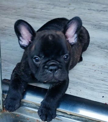 Les chiots de Bouledogue français
