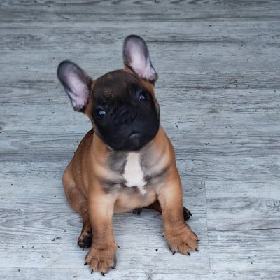 Les chiots de Bouledogue français