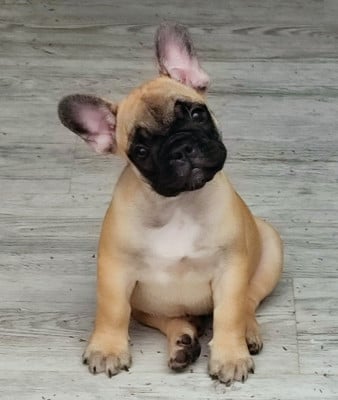 Les chiots de Bouledogue français