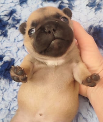 Les chiots de Bouledogue français