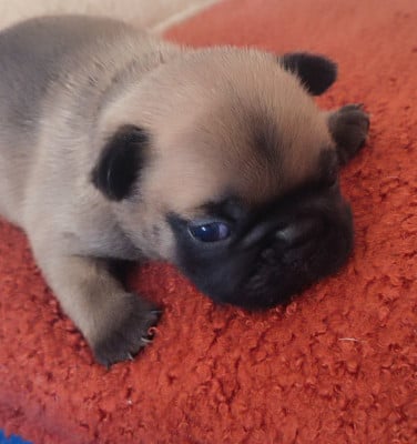Les chiots de Bouledogue français
