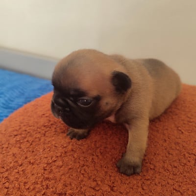 Les chiots de Bouledogue français