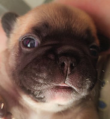 Les chiots de Bouledogue français