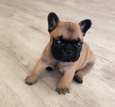 Les chiots de Bouledogue français