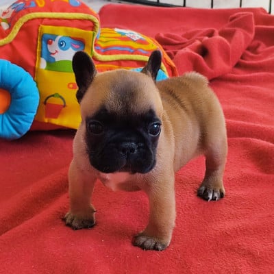 Les chiots de Bouledogue français