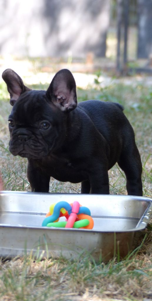 Chiot Bouledogue français, femelle disponible en Provence