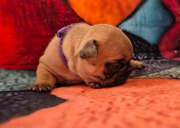 Aphrodite Collier violet