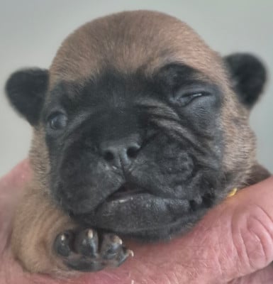 Les chiots de Bouledogue français