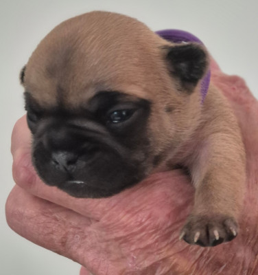 Les chiots de Bouledogue français