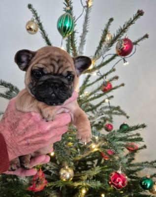 Les chiots de Bouledogue français