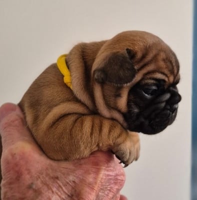Les chiots de Bouledogue français