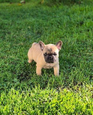 Les chiots de Bouledogue français