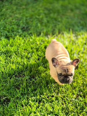 Les chiots de Bouledogue français