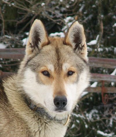 Publication : des neiges du dragon