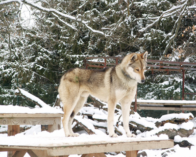 Publication : des neiges du dragon