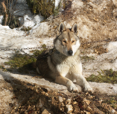 Publication : des neiges du dragon