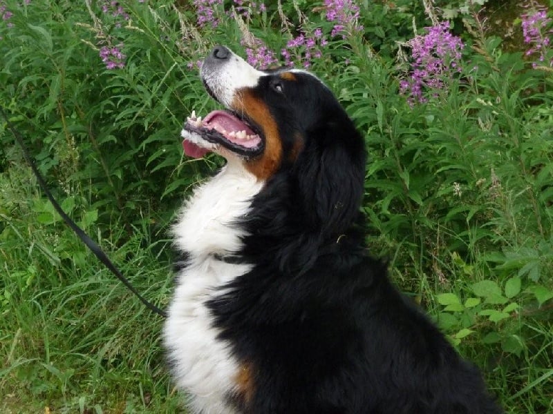 Publication : de la Colline De Sirem Auteur : nathalie