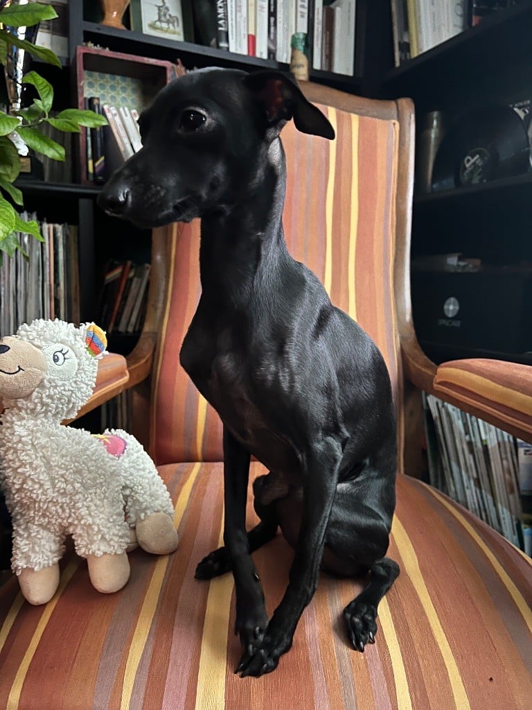 Uva negra Du pont de la sumene