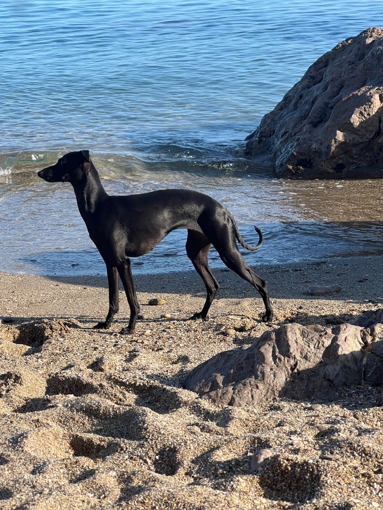 Uva negra Du pont de la sumene