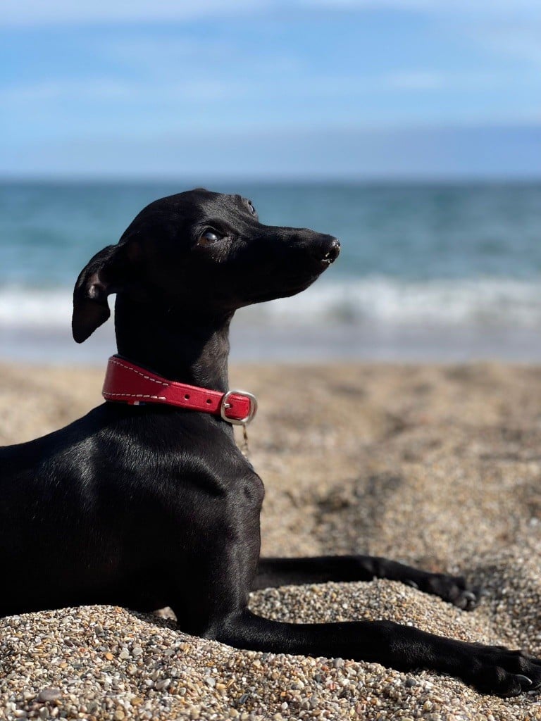 Uva negra Du pont de la sumene