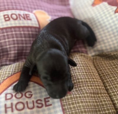 CHIOT 3 - Petit Levrier Italien