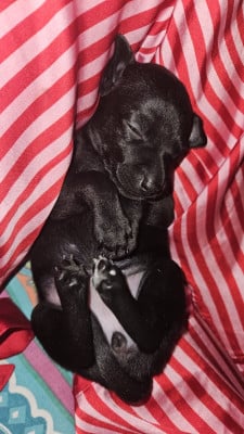 Petit Levrier Italien