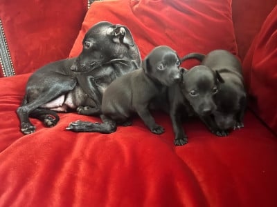 Les chiots de Petit Levrier Italien