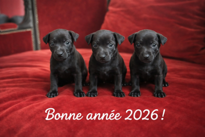 Les chiots de Petit Levrier Italien