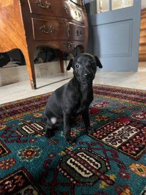 Les chiots de Petit Levrier Italien