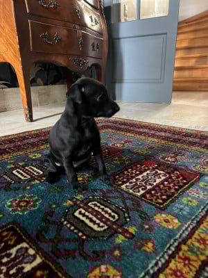 Les chiots de Petit Levrier Italien