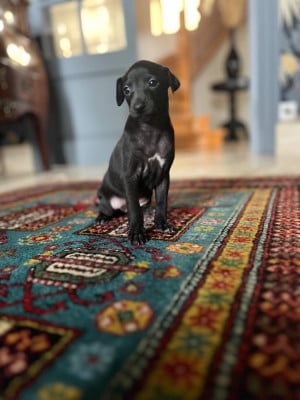 Les chiots de Petit Levrier Italien