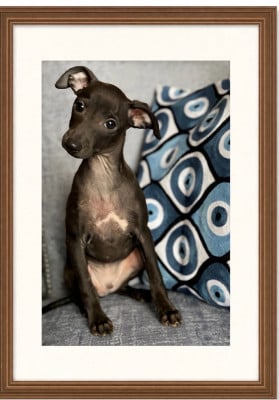 Les chiots de Petit Levrier Italien