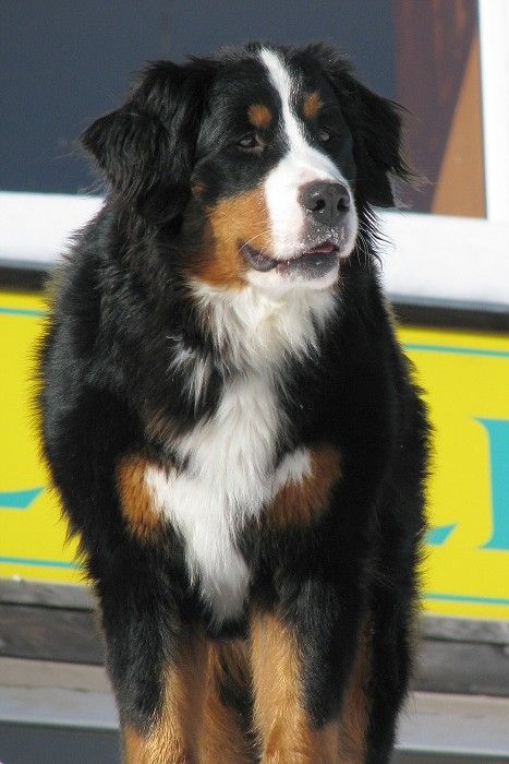 Publication : de la Tour d'Alicélia