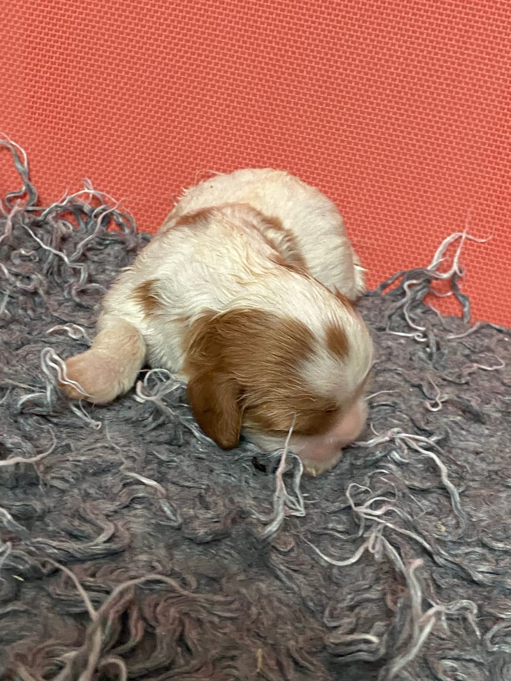 Cavalier King Charles Spaniel - de la Tour d'Alicélia
