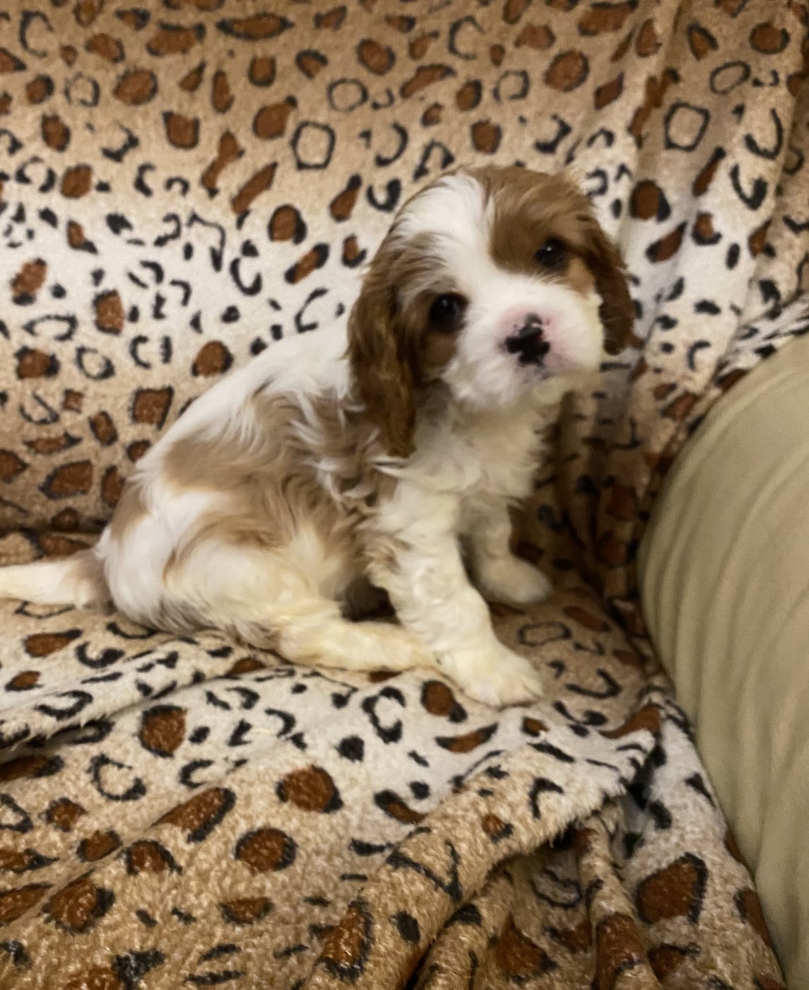 CHIOT 3 - Cavalier King Charles Spaniel