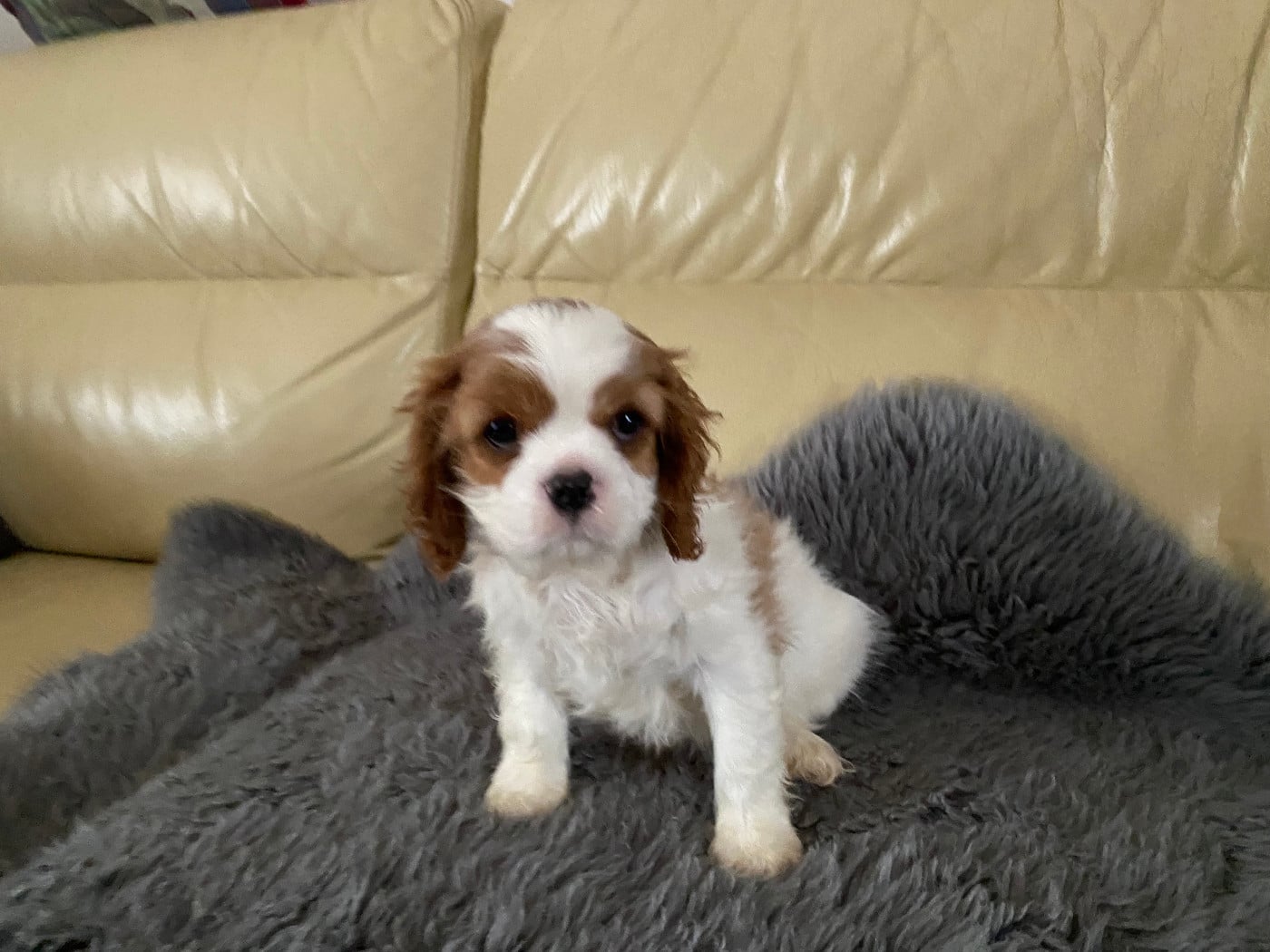 Cavalier King Charles Spaniel - de la Tour d'Alicélia