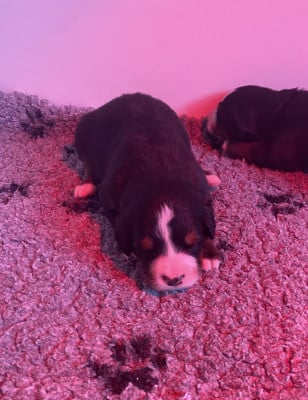 Les chiots de Bouvier Bernois