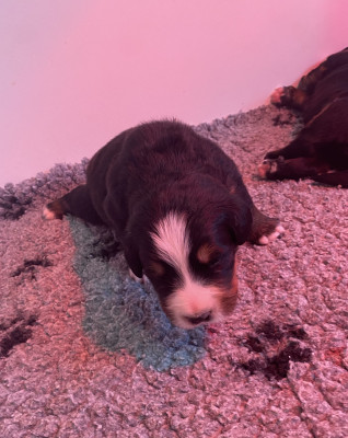 Les chiots de Bouvier Bernois