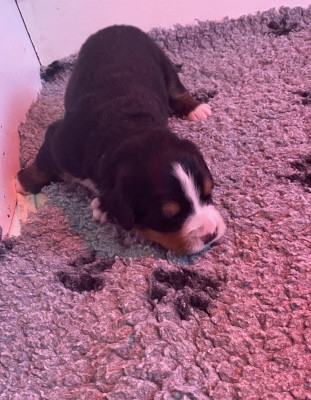 Les chiots de Bouvier Bernois