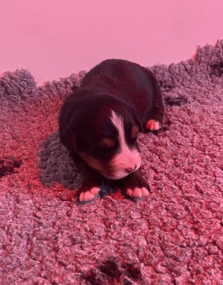 Les chiots de Bouvier Bernois