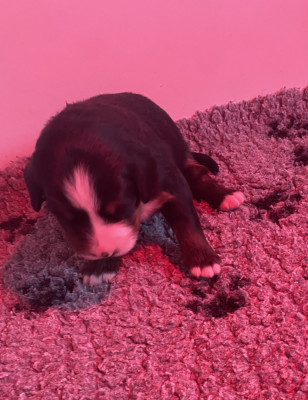 Les chiots de Bouvier Bernois