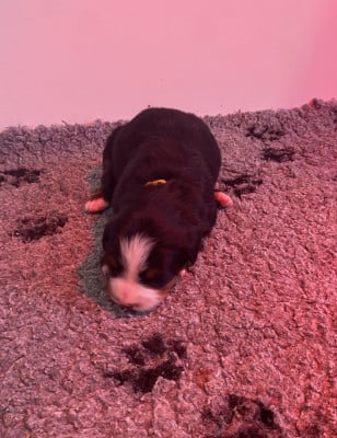 Les chiots de Bouvier Bernois